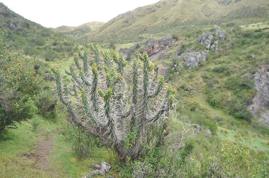 Изображение особи род Austrocylindropuntia.