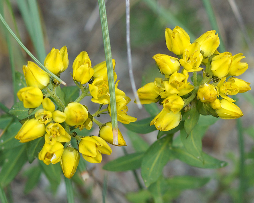 Image of Haplophyllum thesioides specimen.