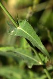 Sonchus palustris. Часть побега. Ростовская обл., Мясниковский р-н, Сафьянова балка. 14.09.2014.