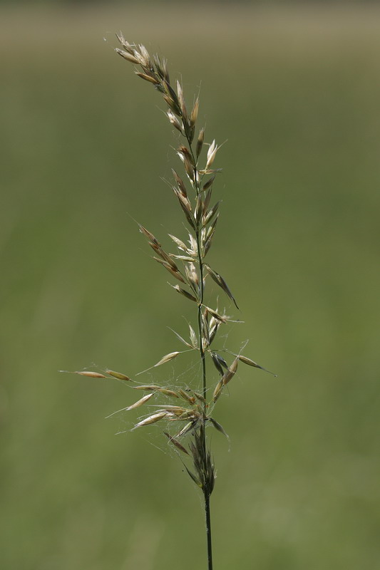 Image of Arrhenatherum elatius specimen.