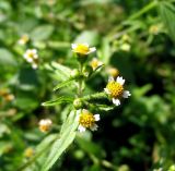 Galinsoga quadriradiata