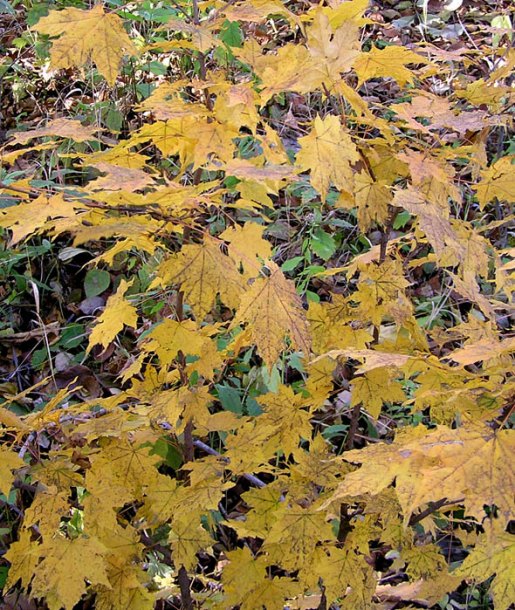 Image of Acer mono specimen.