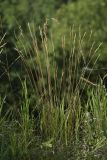 Festuca valesiaca. Плодоносящее растение на остепнённом лугу. Белгородская обл., пос. Борисовка. 27.06.2009.