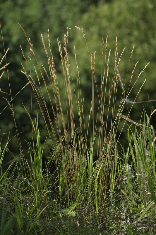 Image of Festuca valesiaca specimen.