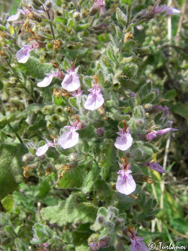 Изображение особи Teucrium scordioides.