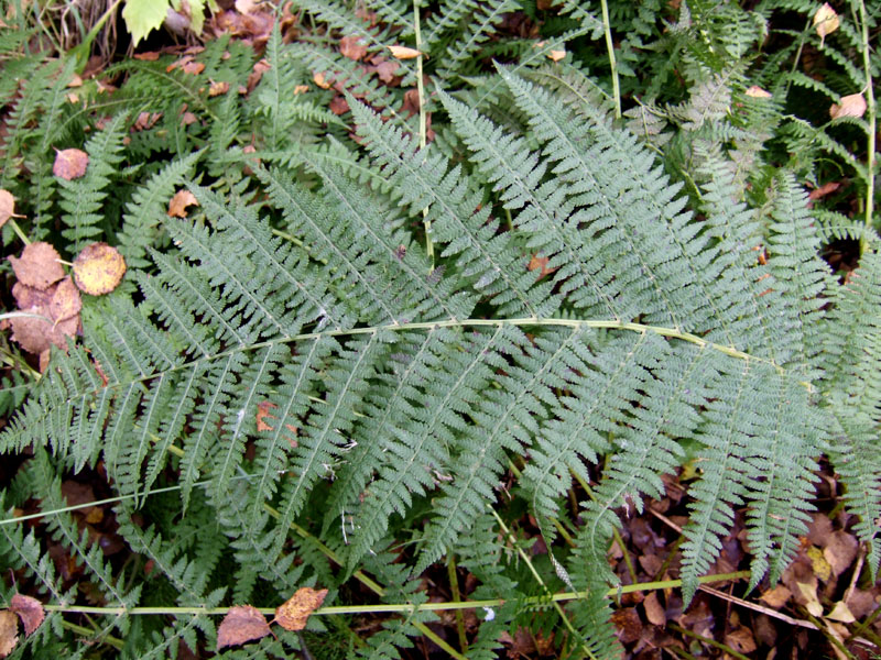 Изображение особи Athyrium filix-femina.