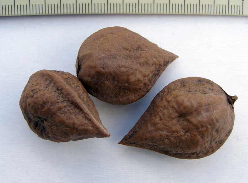 Image of Juglans ailanthifolia specimen.