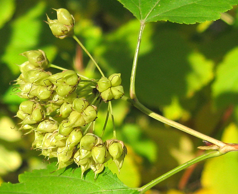 Image of Physocarpus opulifolius specimen.
