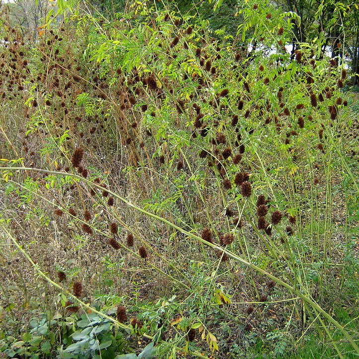 Изображение особи Glycyrrhiza echinata.