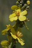 Verbascum lychnitis. Цветки и бутоны. Белгородская обл., пос. Борисовка, зарастающий песчаный карьер. 01.07.2009.