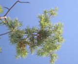 Juniperus deltoides