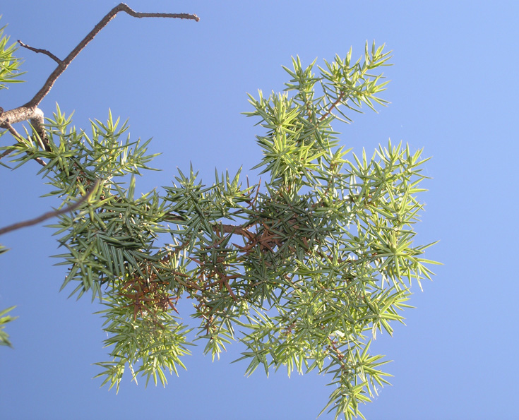 Изображение особи Juniperus deltoides.