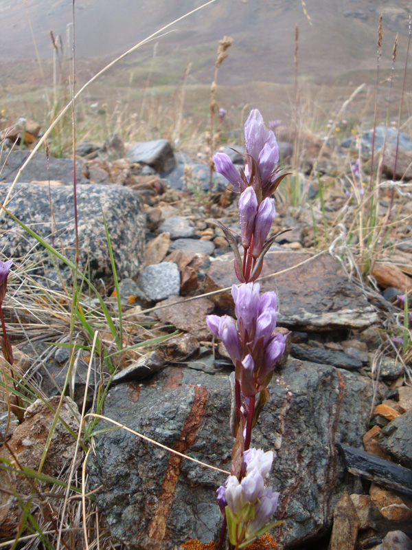 Изображение особи Gentianella turkestanorum.