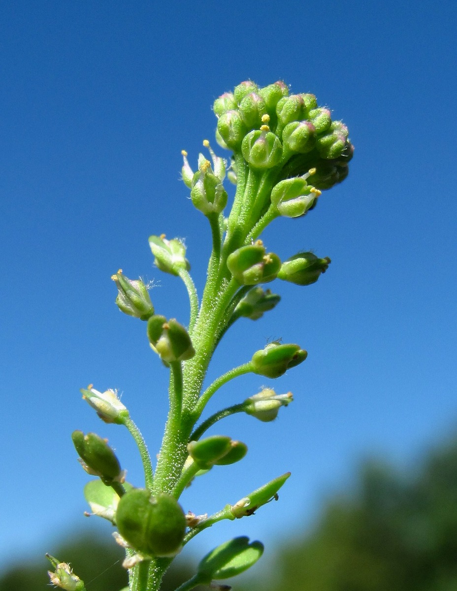Image of Lepidium densiflorum specimen.