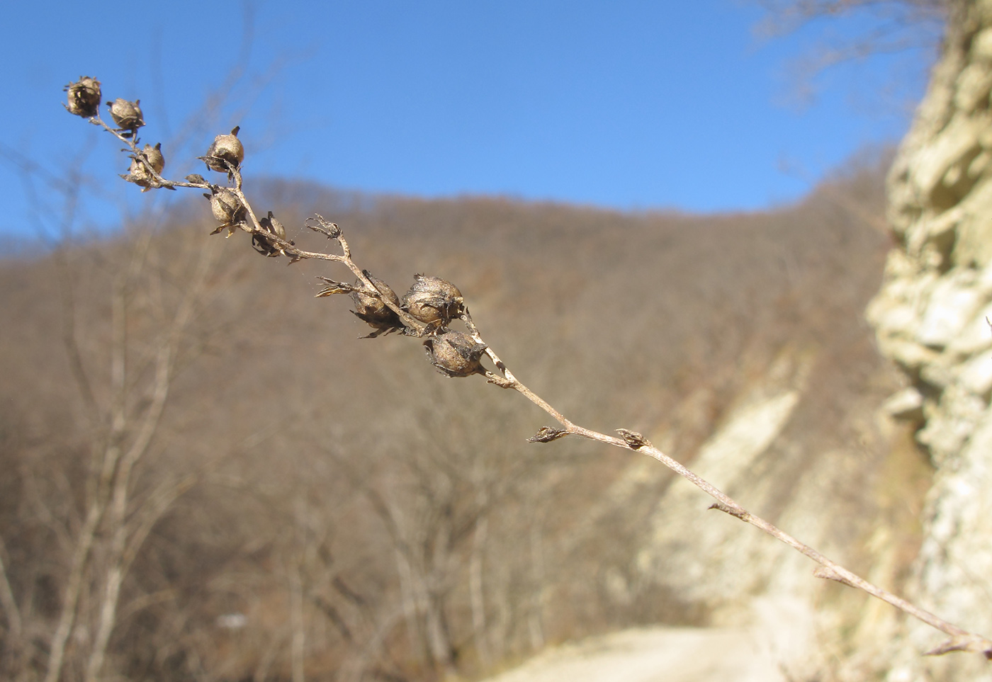 Image of Linaria genistifolia specimen.