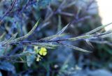 Sinapis arvensis