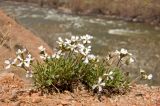 Parrya alba. Цветущие растения. Кыргызстан, р Кекемерен, каменисто-песчаный высокий берег. 4 мая 2015 г.