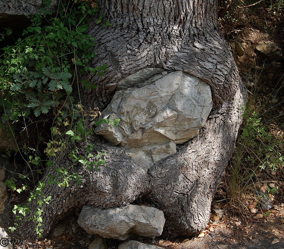 Изображение особи Quercus pubescens.