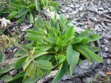 Anthyllis arenaria