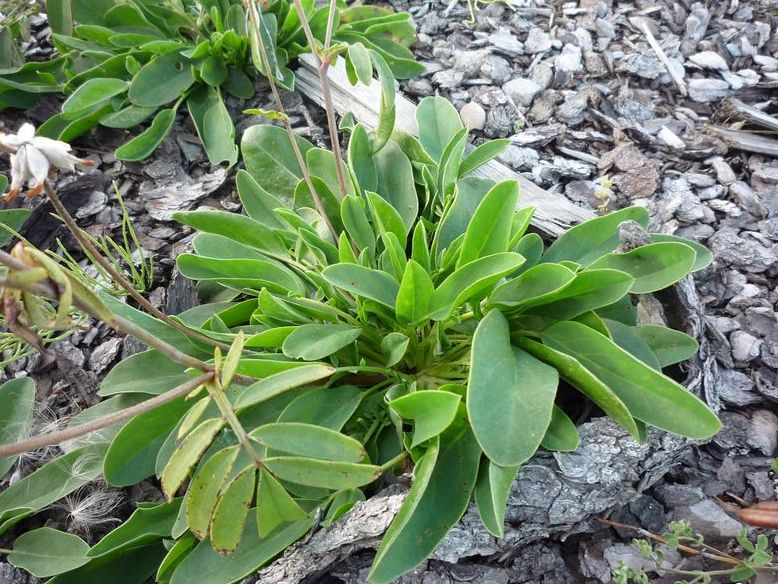 Изображение особи Anthyllis arenaria.