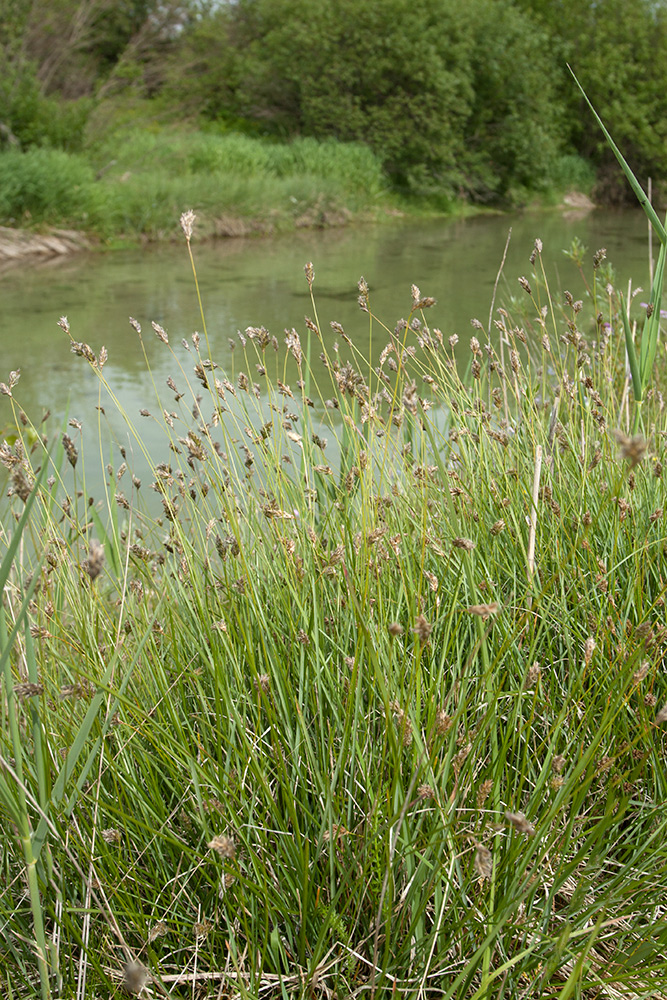 Изображение особи Sesleria caerulea.