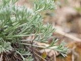 Artemisia austriaca