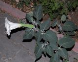 Datura innoxia