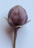 Viola × vindobonensis. Созревающий плод. Ростовская обл., г. Таганрог, на газоне. 30.07.2015.