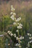 Galium album