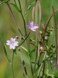 Epilobium palustre. Верхушка цветущего и плодоносящего растения. Иркутская обл., берег залива Ирк. вдхр. 11.08.2014.