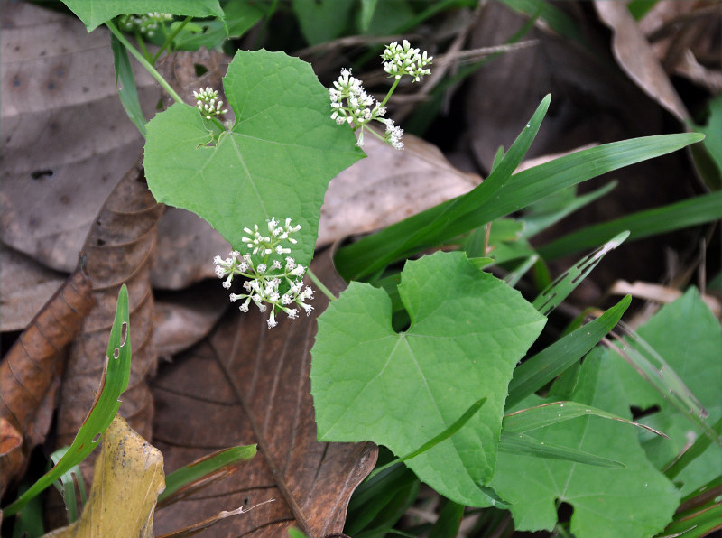 Image of Mikania cordifolia specimen.