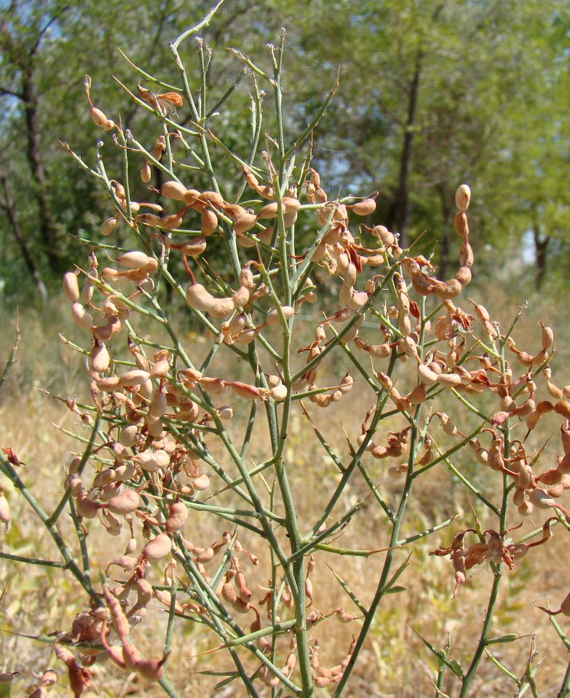 Image of Alhagi pseudalhagi specimen.