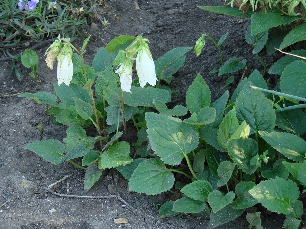 Image of Campanula punctata specimen.