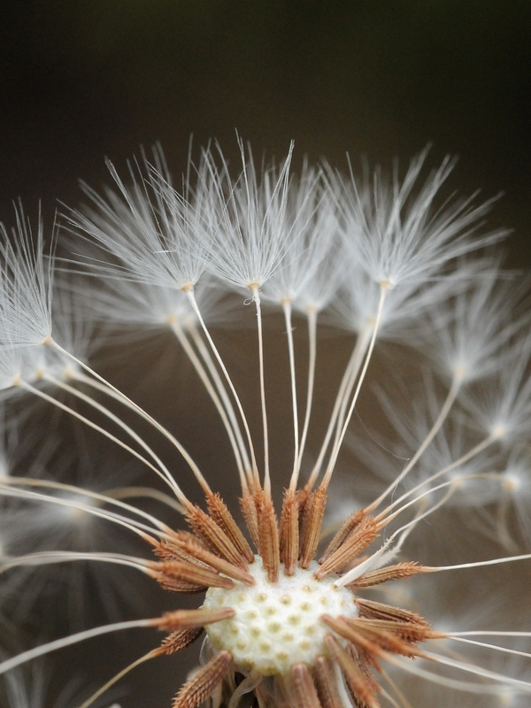 Image of Taraxacum tianschanicum specimen.