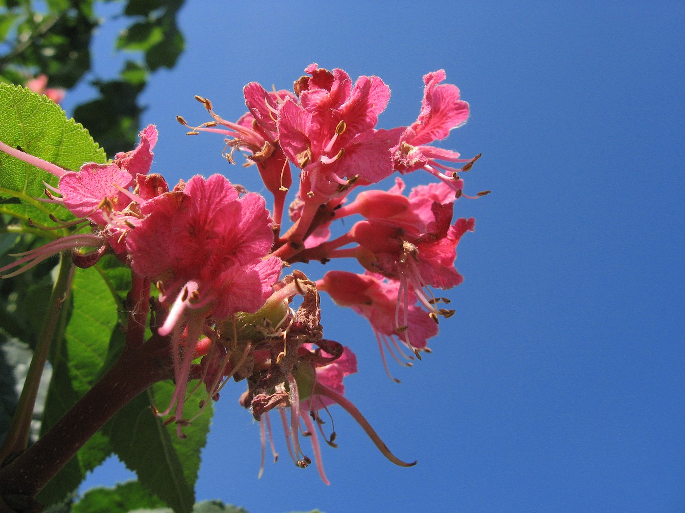 Изображение особи Aesculus &times; carnea.