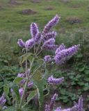 Mentha longifolia