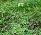 Conioselinum tataricum