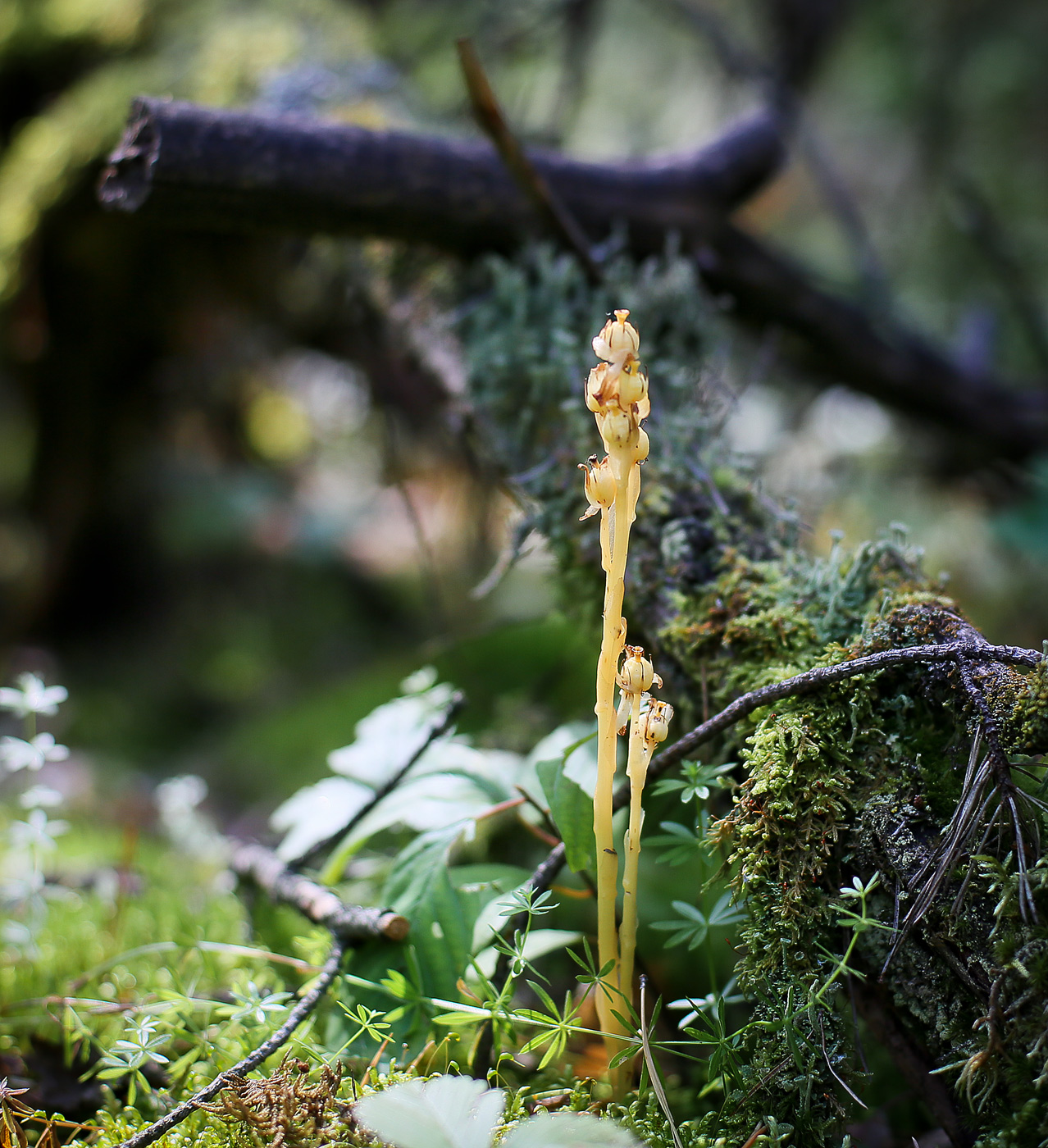 Image of Hypopitys monotropa specimen.