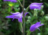 Cephalanthera rubra