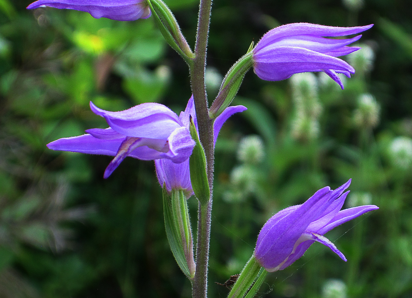 Изображение особи Cephalanthera rubra.