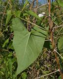 Calystegia sepium