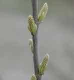 genus Salix