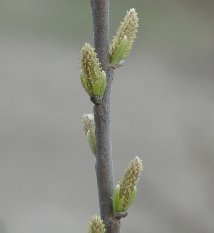 Image of genus Salix specimen.