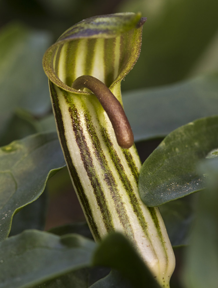 Изображение особи Arisarum vulgare.