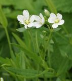 Cerastium bungeanum