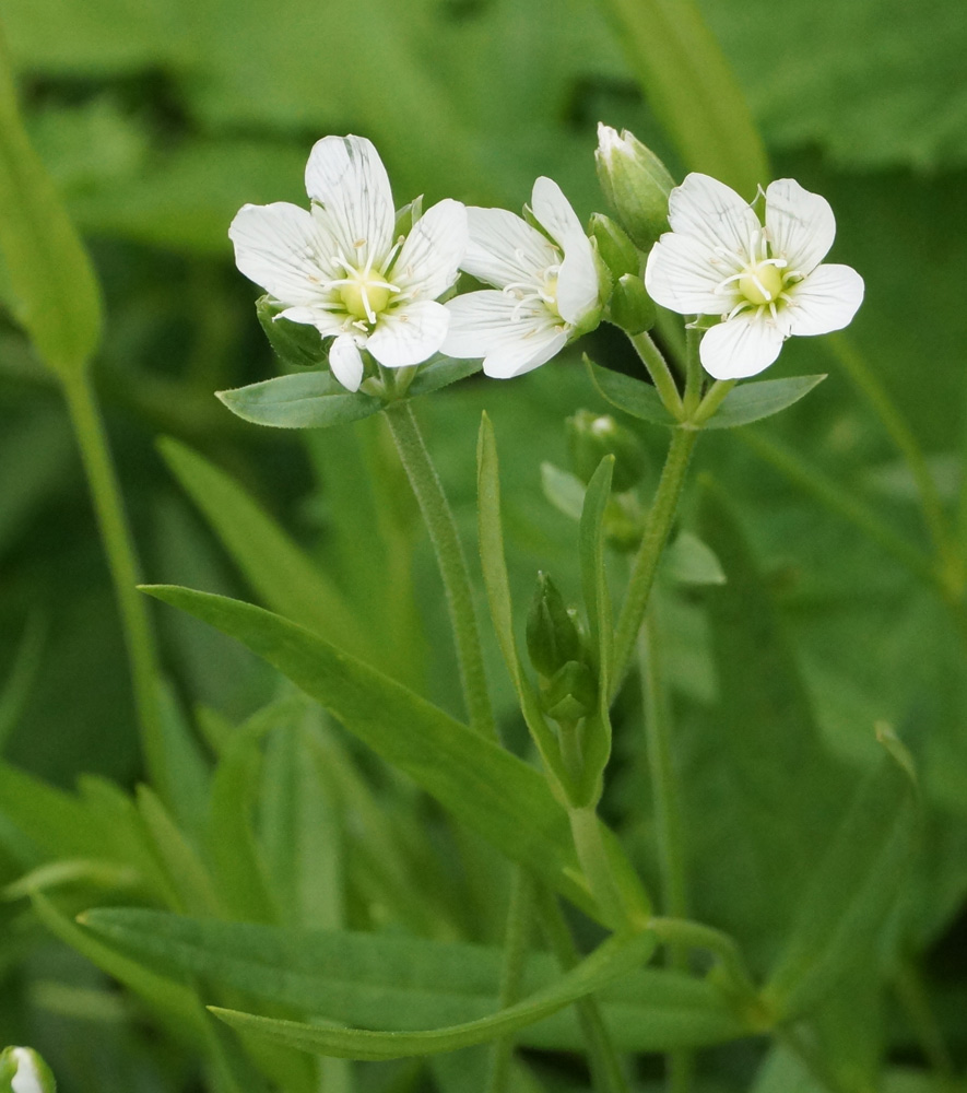 Изображение особи Cerastium bungeanum.