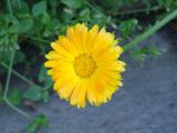 Calendula officinalis. Соцветие. Иркутская обл., г. Иркутск, территория мед. центра Микрохирургия глаза, клумба. 05.08.2015.