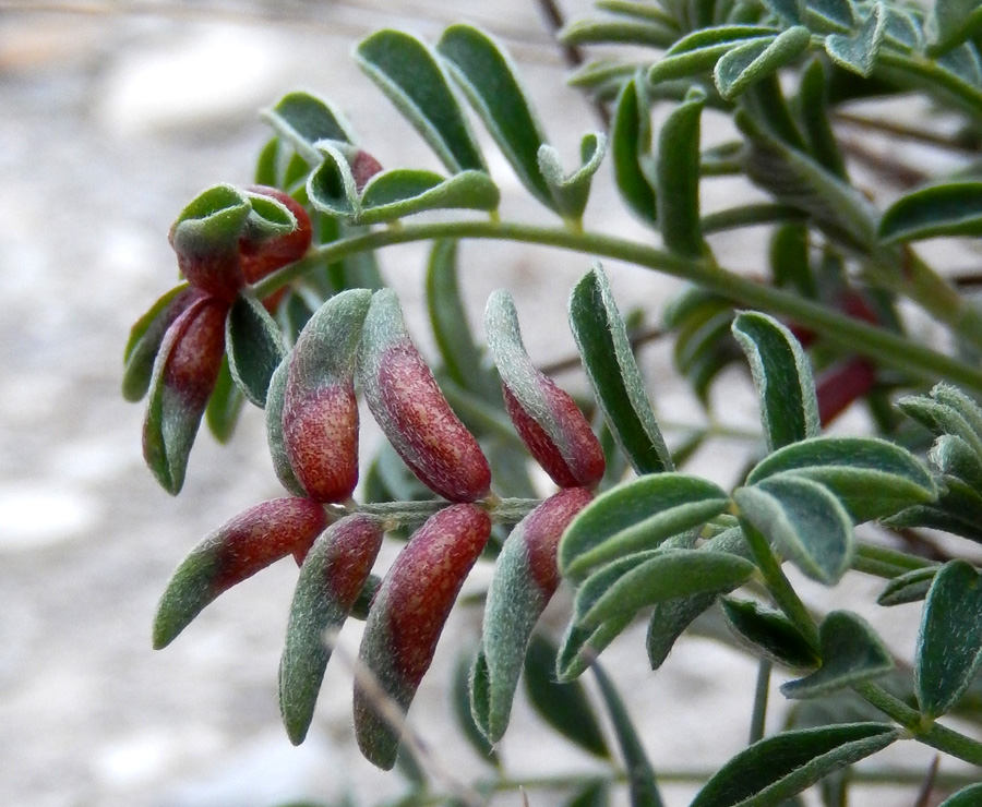 Image of Hedysarum tauricum specimen.