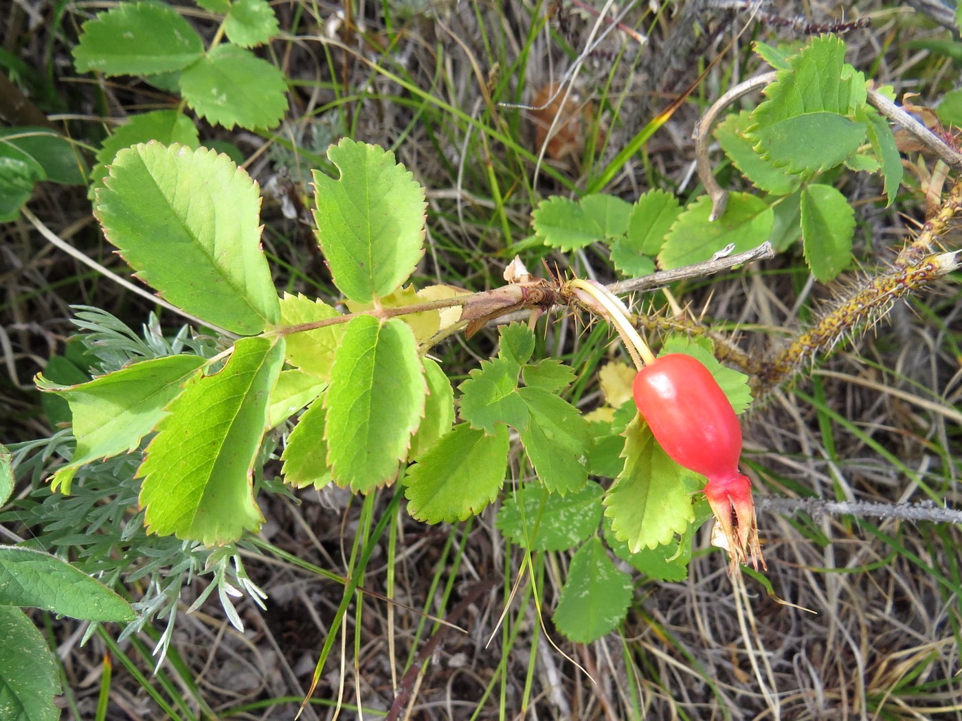 Изображение особи Rosa acicularis.