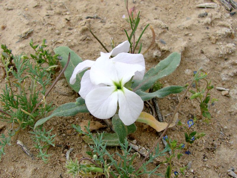 Image of Matthiola bucharica specimen.